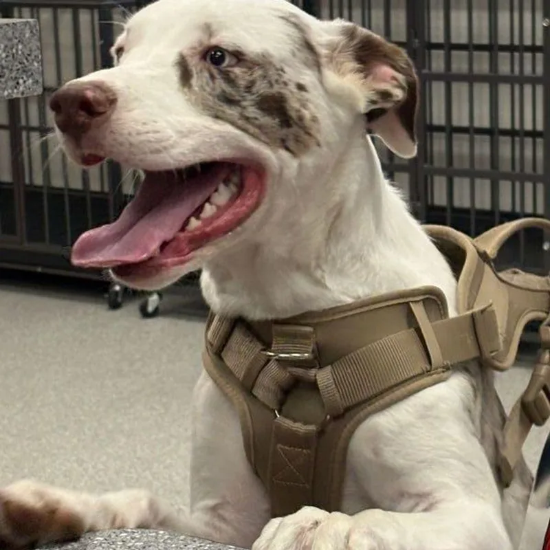 A young medium-sized male Australian Shepherd dog named Cash for adoption in Lake Havasu City, AZ