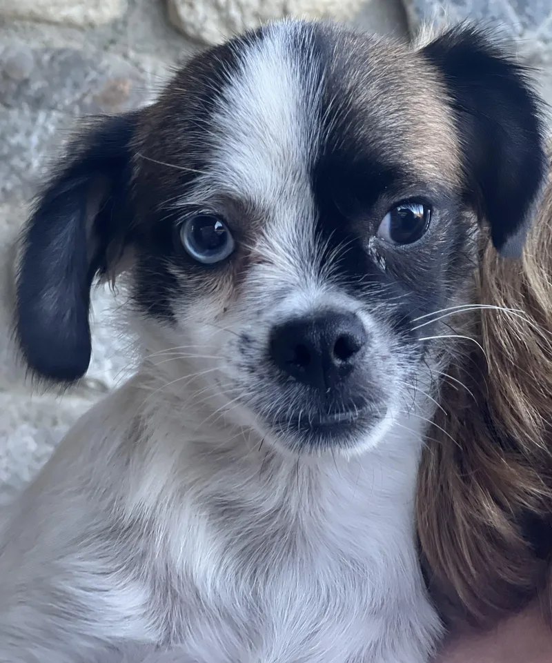Buster thumbnail 2