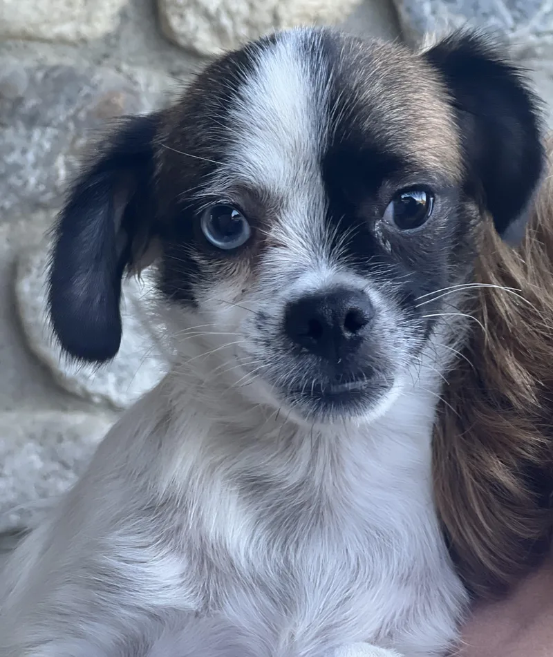 Buster thumbnail 4