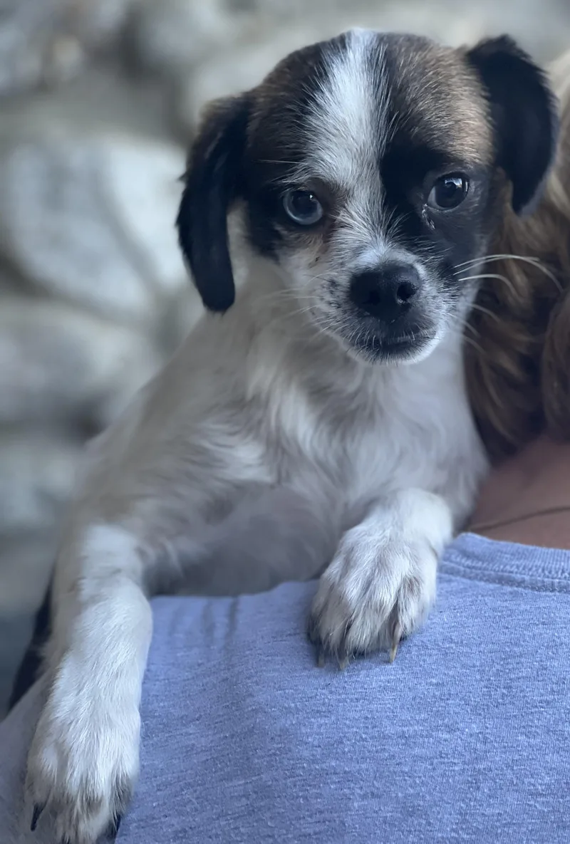Buster thumbnail 5