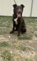 Cadbury
