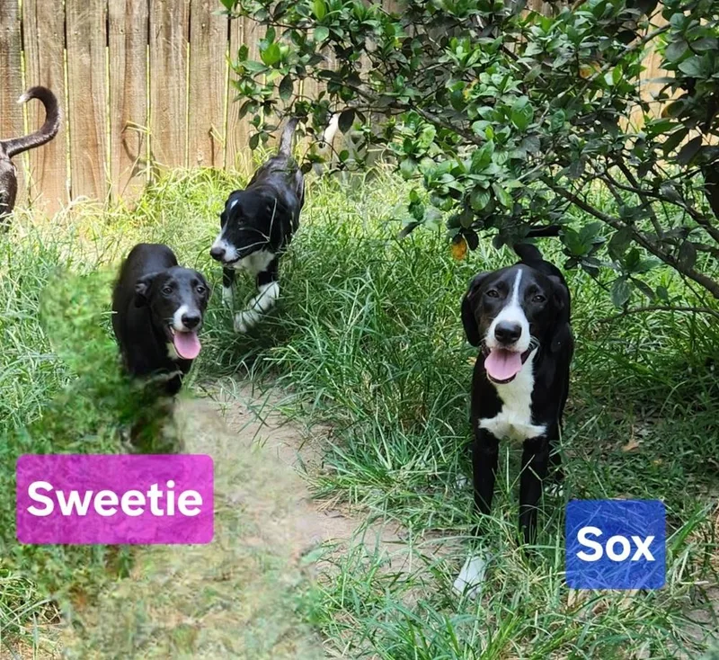 A young medium-sized female Labrador Retriever dog named Sweetie for adoption in Silsbee, TX