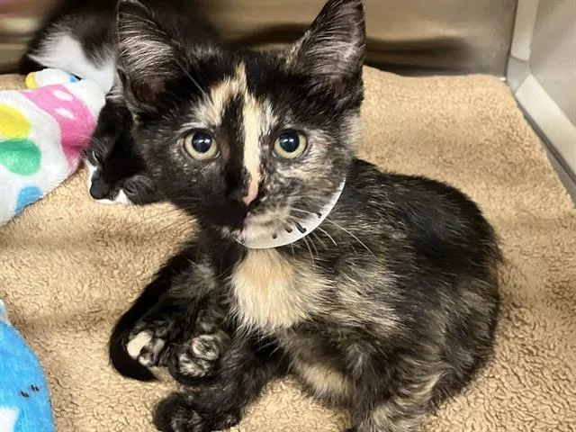 A baby small-sized female Domestic Short Hair cat named Nini Coco for adoption in Tustin, CA