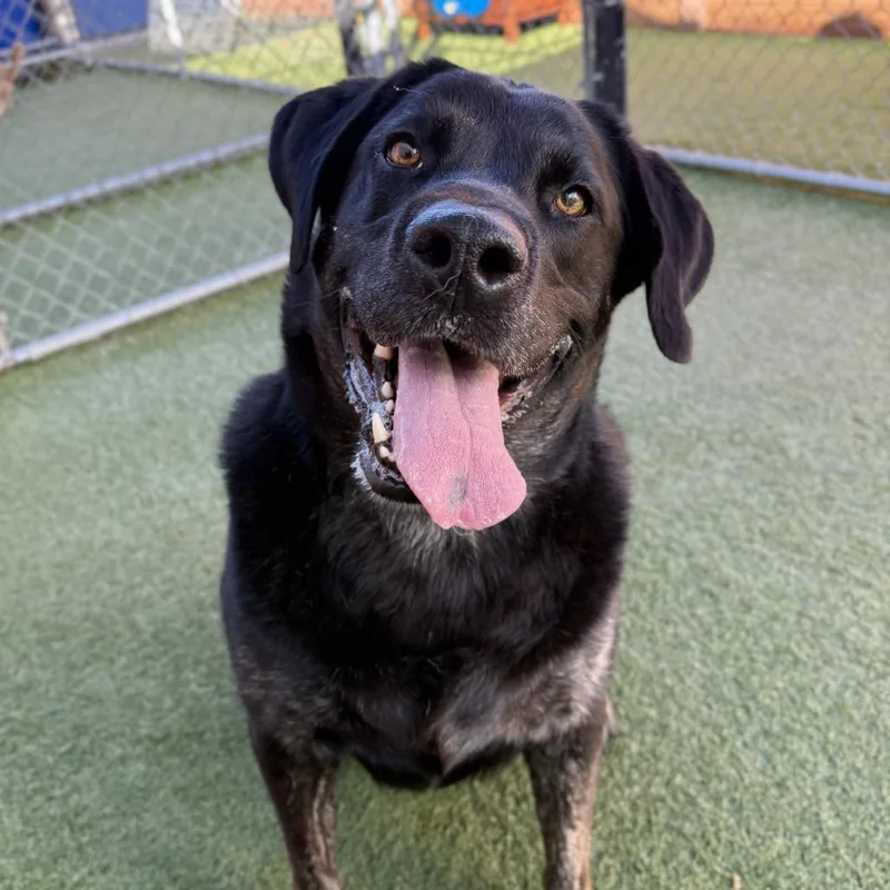 A senior large-sized female Black Labrador Retriever dog named Mouse for adoption in Hawthorne, CA