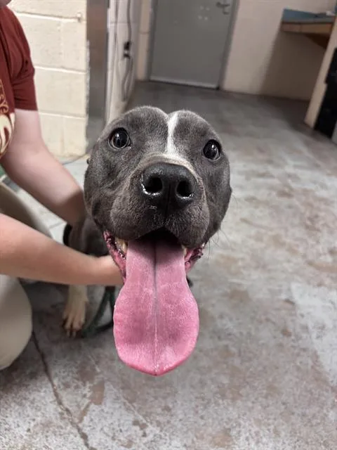 An adult medium-sized female Pit Bull Terrier dog named Ruby Rose for adoption in Oklahoma City, OK