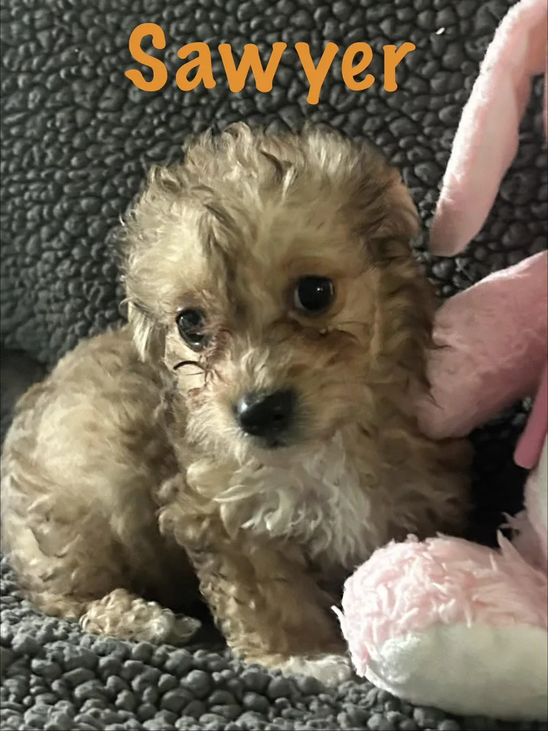 A baby small-sized male Poodle dog named Sawyer for adoption in Pipe Creek, TX