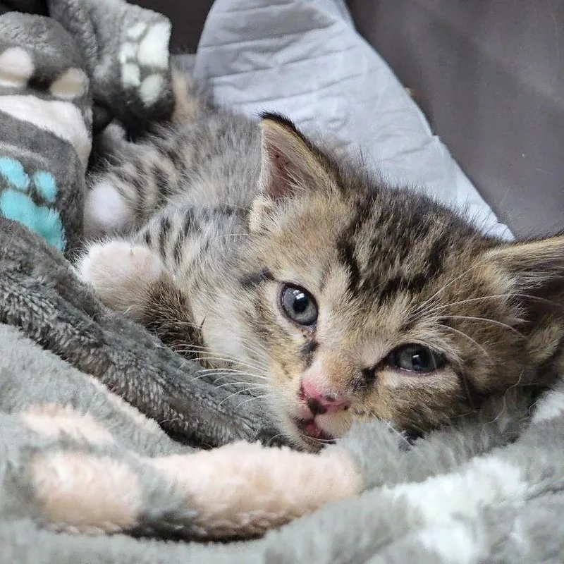 A baby small-sized male Gray / Blue / Silver Domestic Short Hair cat named Leo for adoption in Memphis, TN