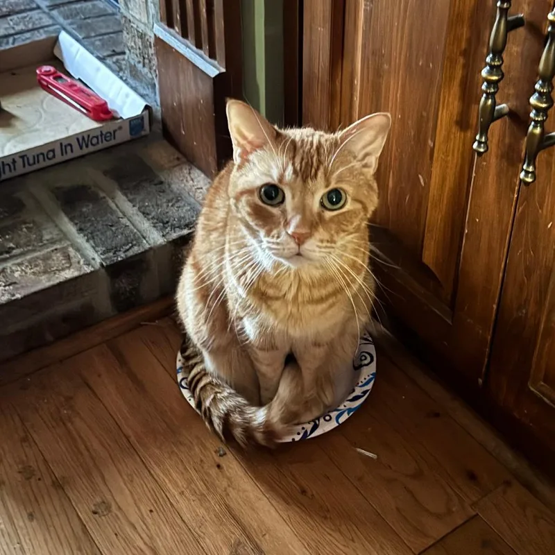 A senior small-sized male Domestic Short Hair cat named Clark for adoption in Columbus, GA
