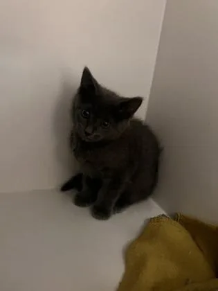 A baby small-sized male Domestic Short Hair cat named Cloud for adoption in Fairfax, VA
