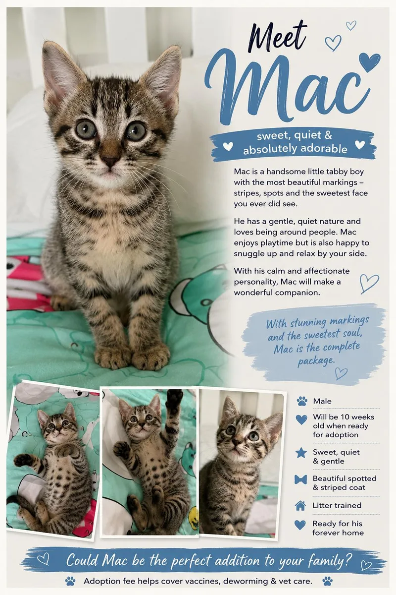 A baby medium-sized male Tabby cat named Mac for adoption in MONTGOMERY, TX