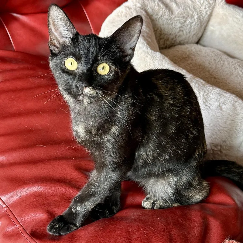 A young small-sized female Tortoiseshell Domestic Short Hair cat named Zara for adoption in Los Angeles, CA