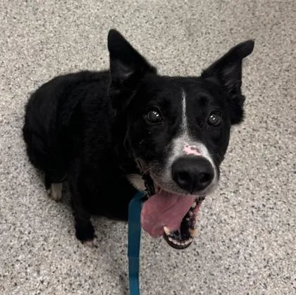 A senior large-sized male Black Border Collie dog named Dominick for adoption in Kansas City, MO