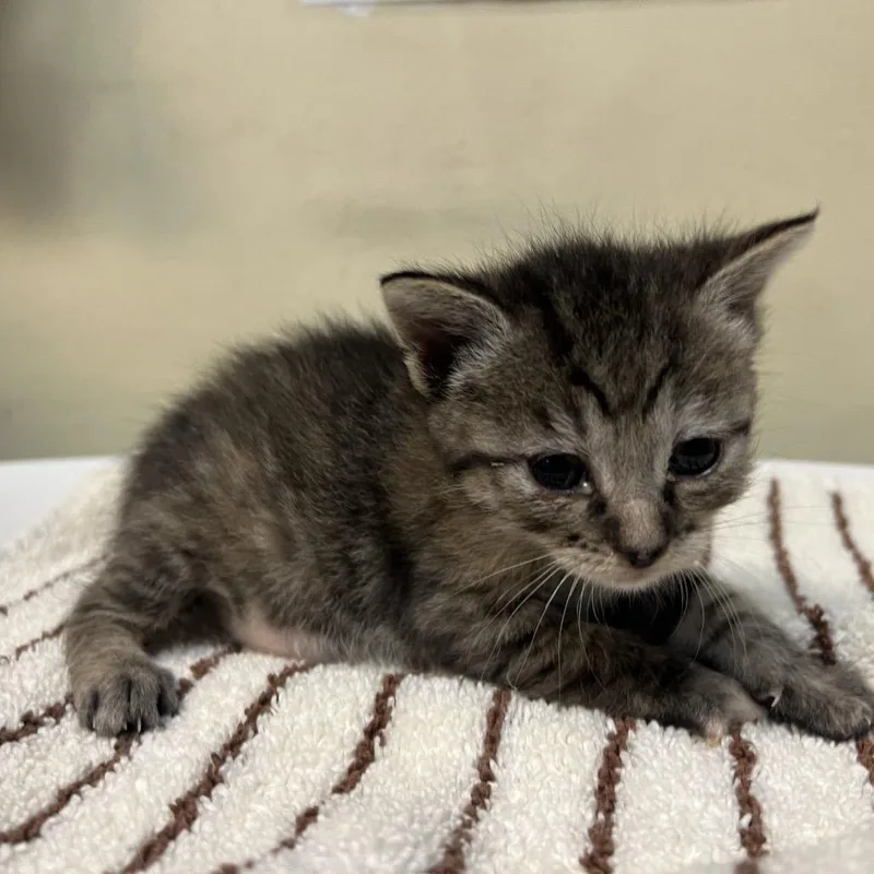 A baby small-sized female Brown / Chocolate Domestic Short Hair cat named Tina for adoption in Pasadena, CA