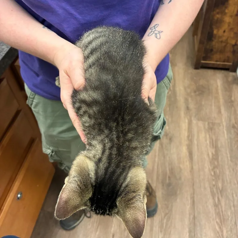 A baby small-sized male Gray / Blue / Silver Domestic Short Hair cat named Oak for adoption in Morganfield, KY