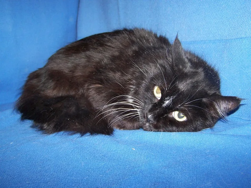 An adult medium-sized female Black & White / Tuxedo Tuxedo cat named Glenda for adoption in Colorado Springs, CO