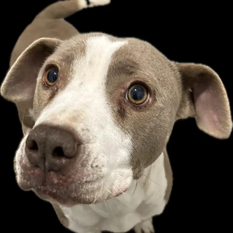 An adult medium-sized female White / Cream English Bulldog dog named Livvy for adoption in Austin, TX