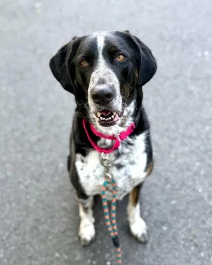 An adult large-sized male Pointer dog named Nesta for adoption in Washington, DC