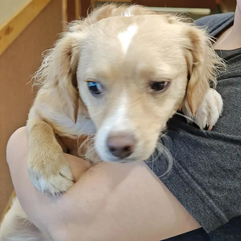 An adult small-sized male Yellow / Tan / Blond / Fawn Terrier dog named Little Shadow for adoption in Upland, CA