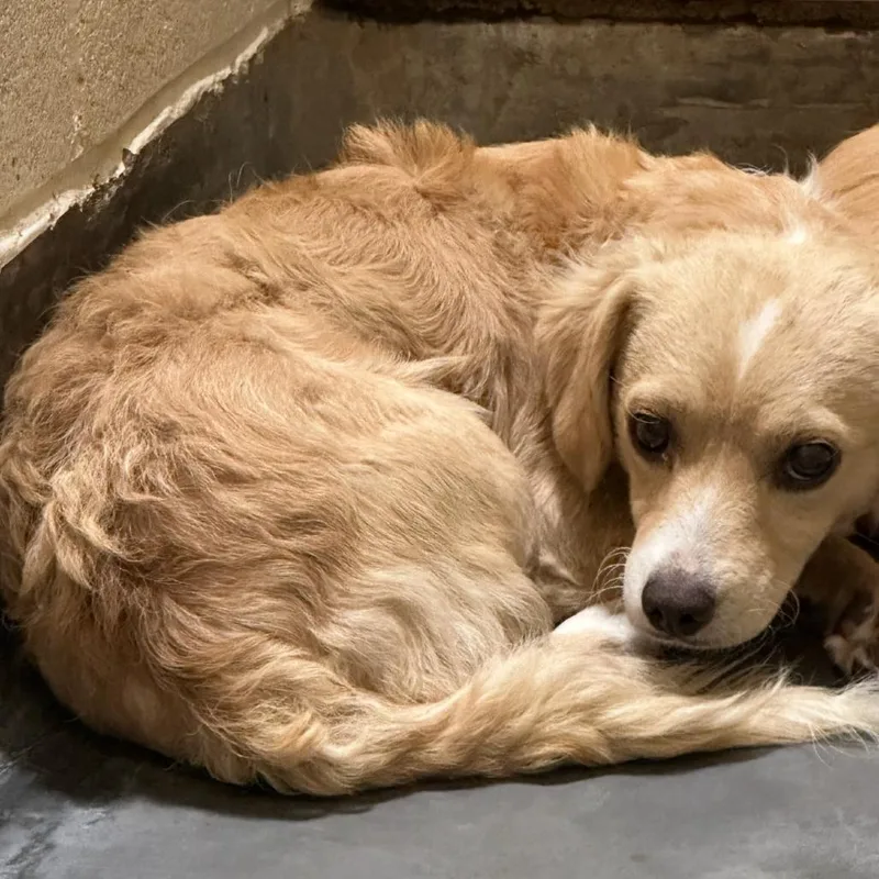 Little Shadow thumbnail 3