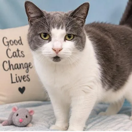 An adult medium-sized male Domestic Short Hair cat named Waffles for adoption in Traverse City, MI