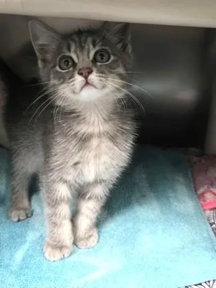 A young small-sized male Gray / Blue / Silver Domestic Short Hair cat named Bodhi for adoption in North Myrtle Beach, SC