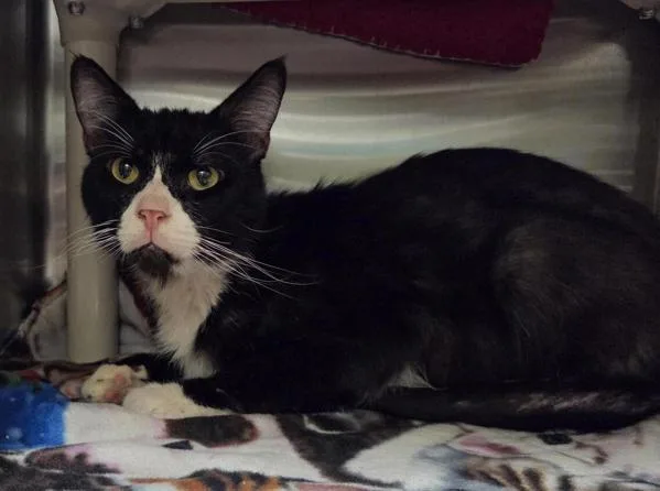 An adult medium-sized male Domestic Short Hair cat named Copyright Infringement for adoption in Vancouver, WA