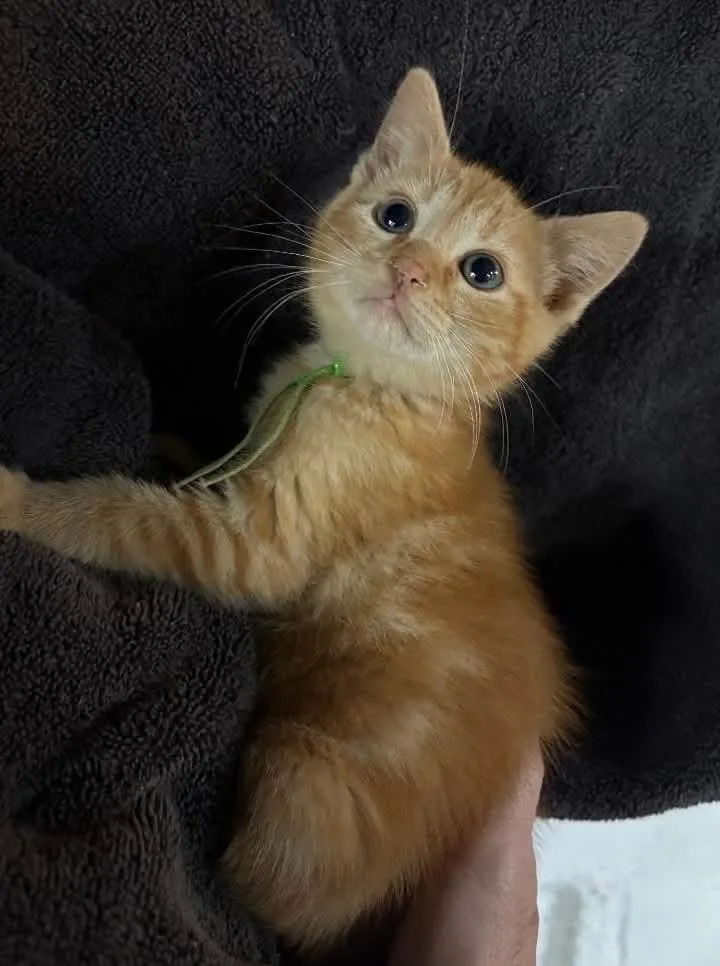 A baby small-sized male Tabby (Orange / Red) Domestic Short Hair cat named Mr. Green for adoption in East Brunswick, NJ