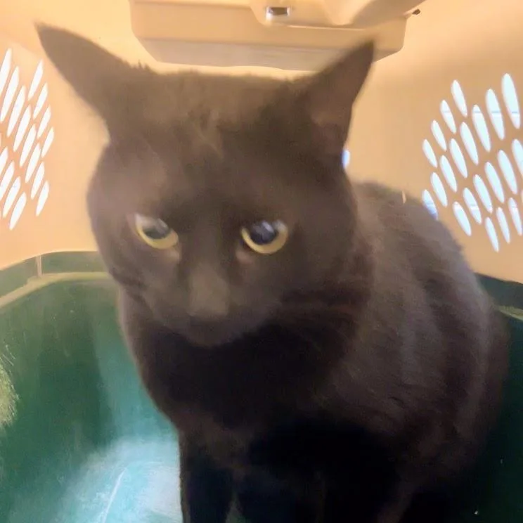 An adult extra large-sized male Black Domestic Short Hair cat named Midnight for adoption in DeKalb, IL