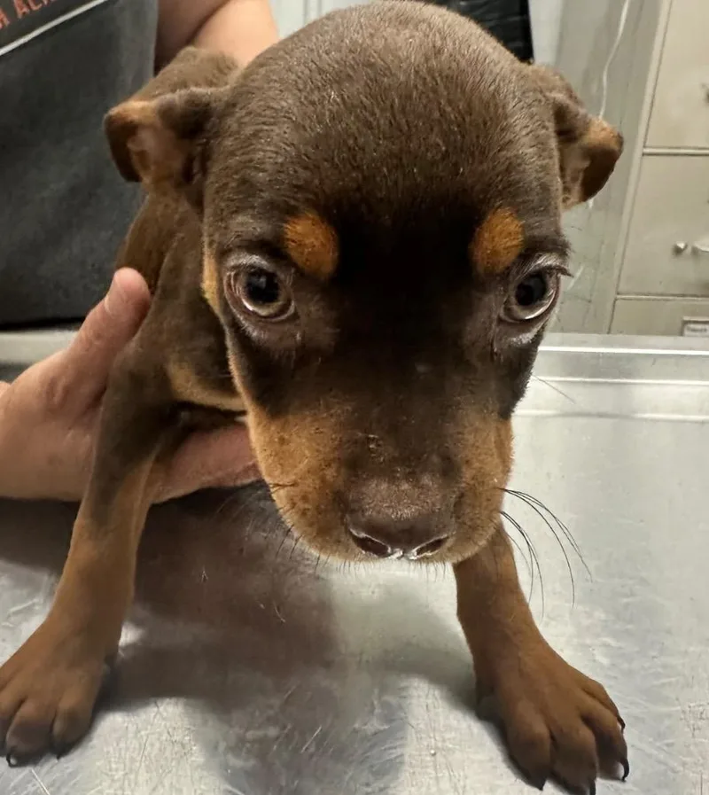 A baby small-sized female Mixed Breed dog named Piglet for adoption in Hillsdale, IN
