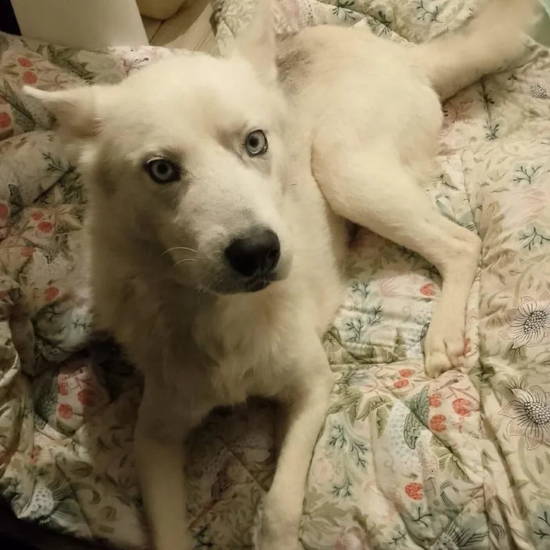 An adult medium-sized female White / Cream Siberian Husky dog named Alaska for adoption in San Diego, CA