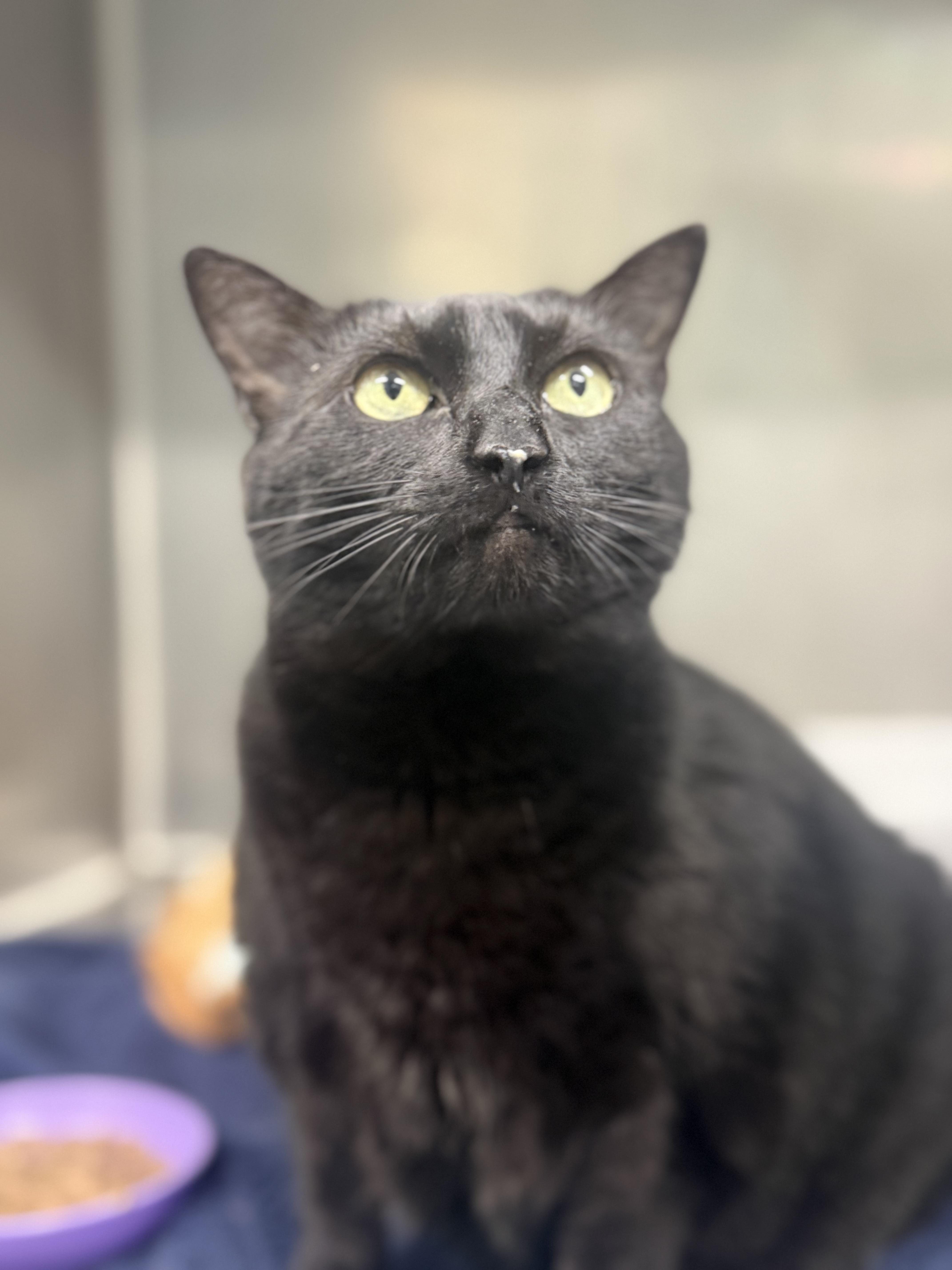 An adult medium-sized female Black Domestic Short Hair cat named Sam for adoption in Lauderhill, FL