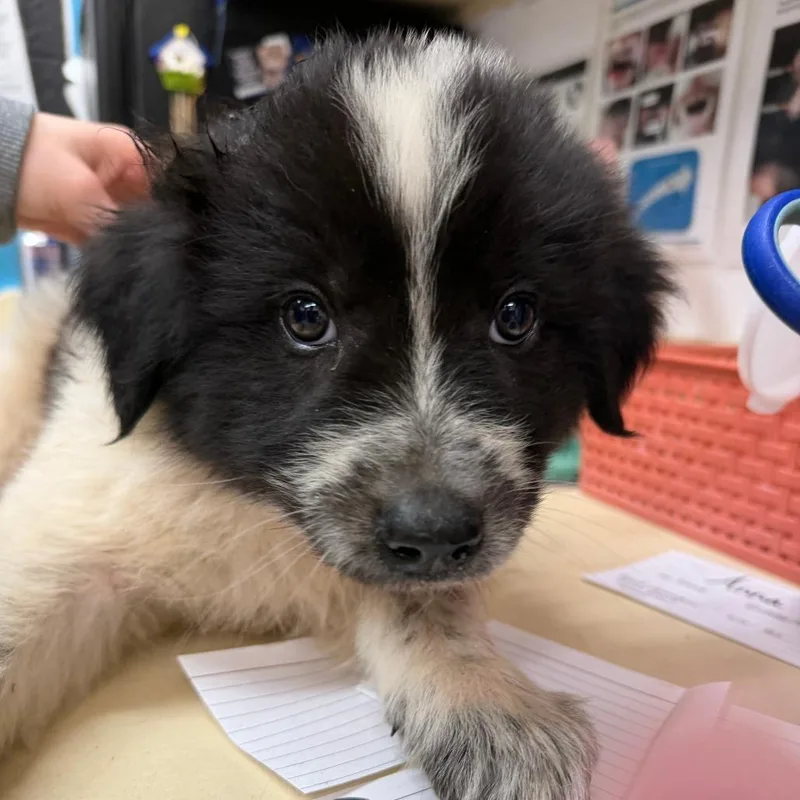 A baby large-sized female Black Great Pyrenees dog named Odessa for adoption in Ardmore, OK