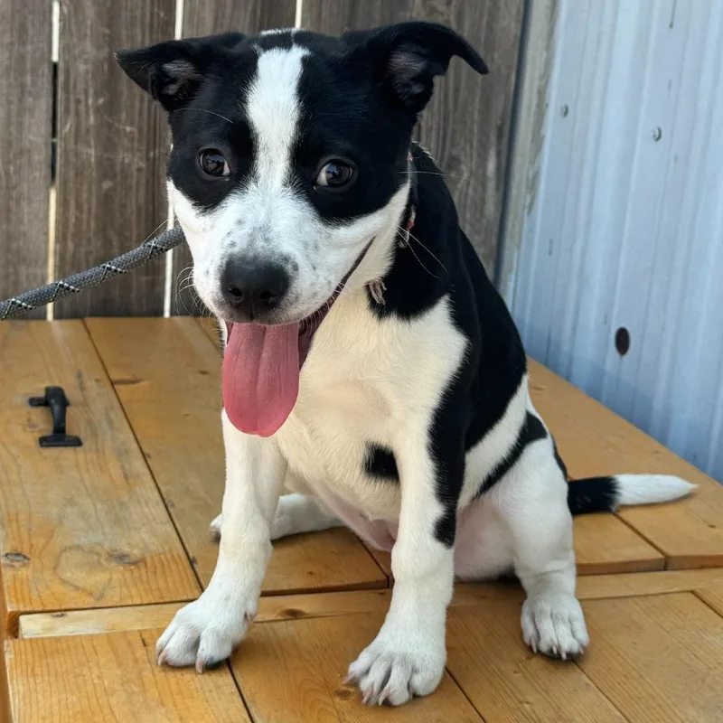 A baby large-sized female White / Cream Mixed Breed dog named G.g K for adoption in Union, MO