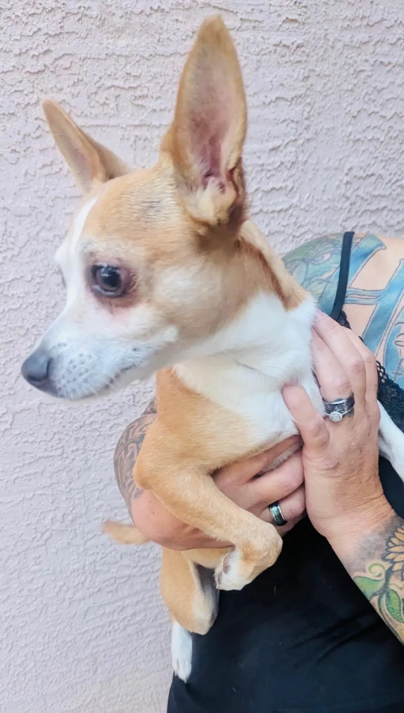 An adult small-sized male Chihuahua dog named Scrappy for adoption in Glastonbury, CT