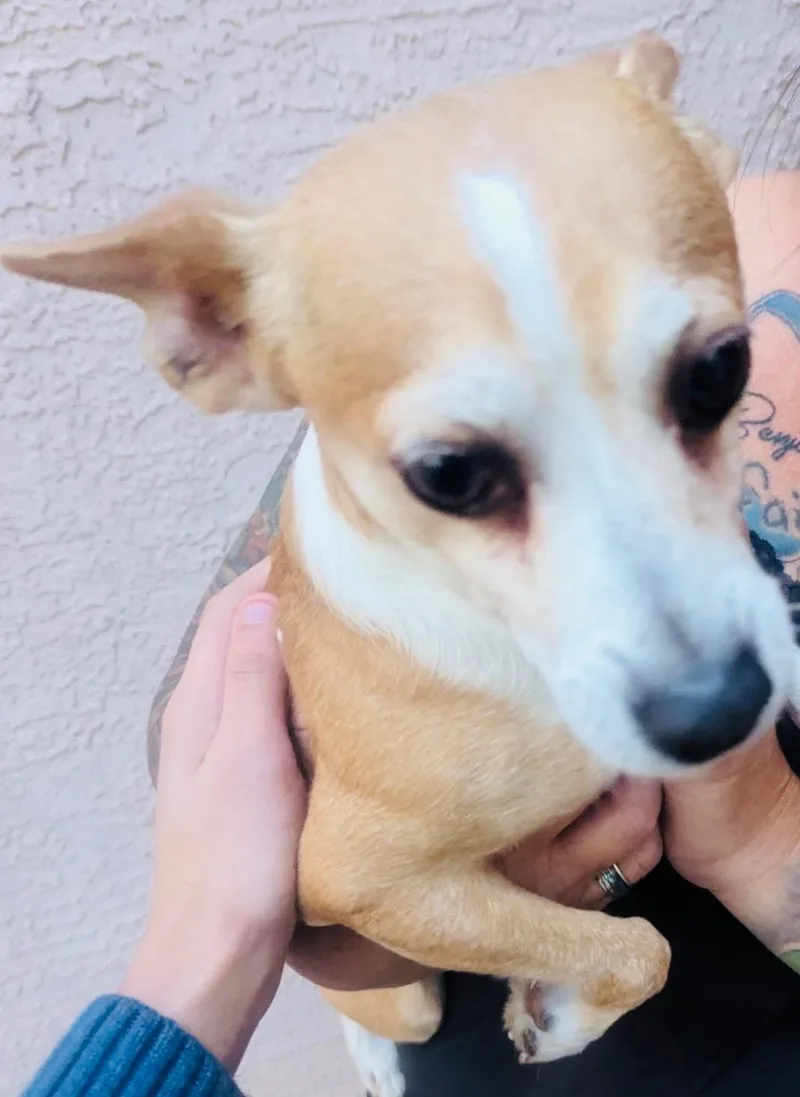 Scrappy thumbnail 2