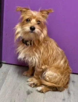 Cesar
