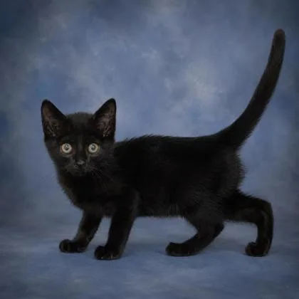 A young small-sized male Domestic Medium Hair cat named Leonard for adoption in Taylorsville, NC
