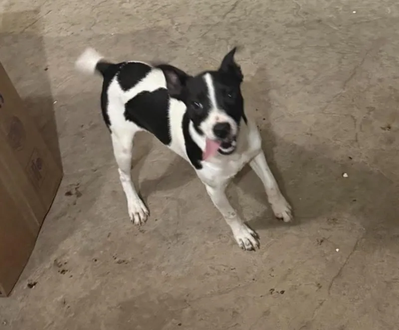 A baby small-sized male Rat Terrier dog named Whisper for adoption in Ada, OK
