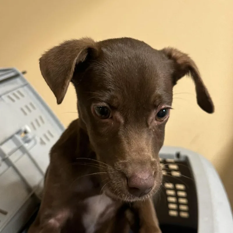 A baby small-sized female Brown / Chocolate Mixed Breed dog named CoCo Chanel for adoption in Corinth, MS