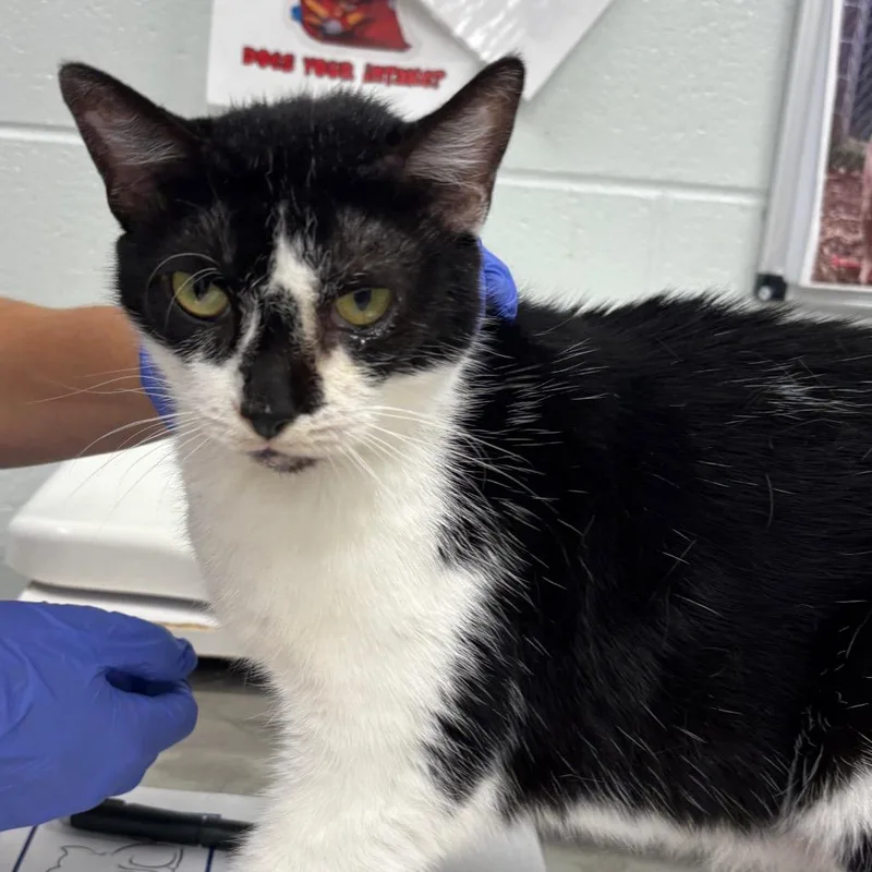 A senior medium-sized female Black Domestic Short Hair cat named Minnie for adoption in Chattanooga, TN