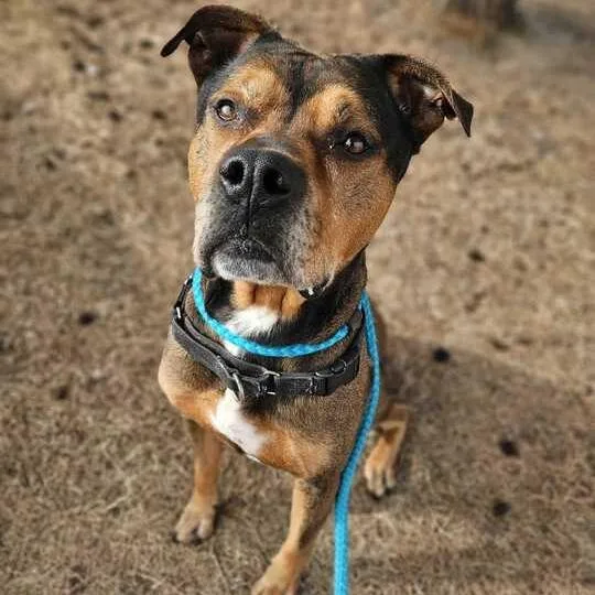 An adult large-sized male Mixed Breed dog named Shmoney for adoption in Davenport, IA
