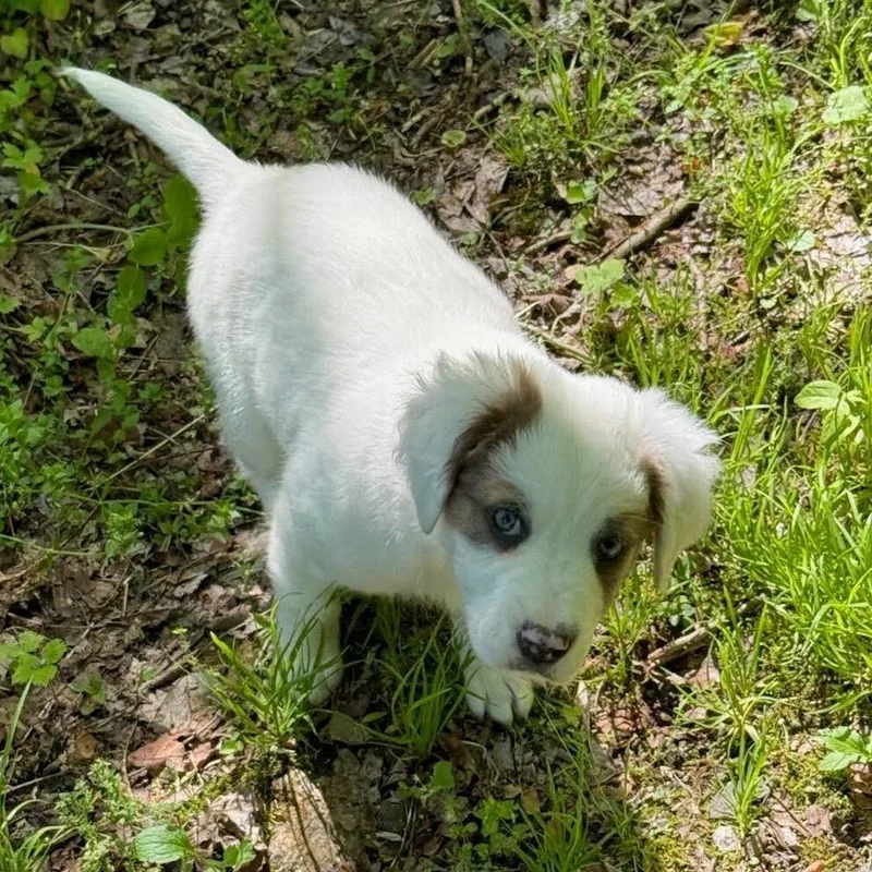 A baby medium-sized male White / Cream Mixed Breed dog named Froglet for adoption in Waynesville, NC