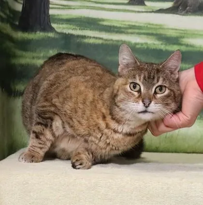 An adult large-sized female Domestic Short Hair cat named Fancy for adoption in West Chester, PA