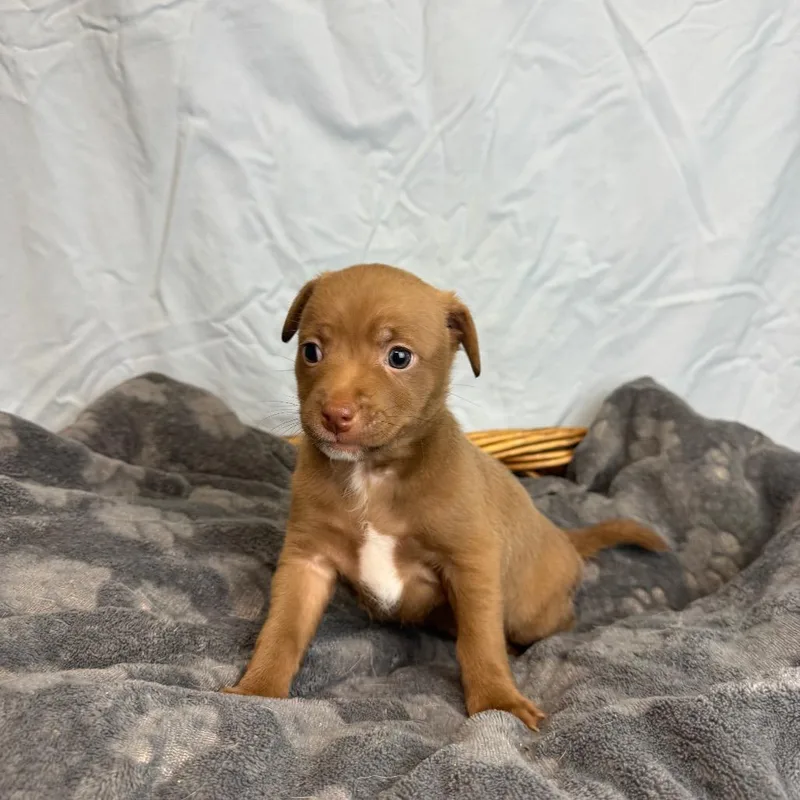 A baby small-sized female Brown / Chocolate Terrier dog named Bunny for adoption in Fresno, CA