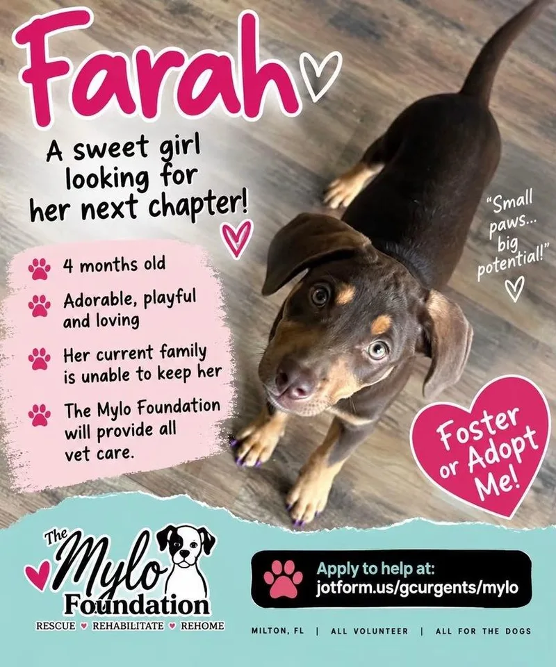 A baby small-sized female Hound dog named Farrah for adoption in Milton, FL