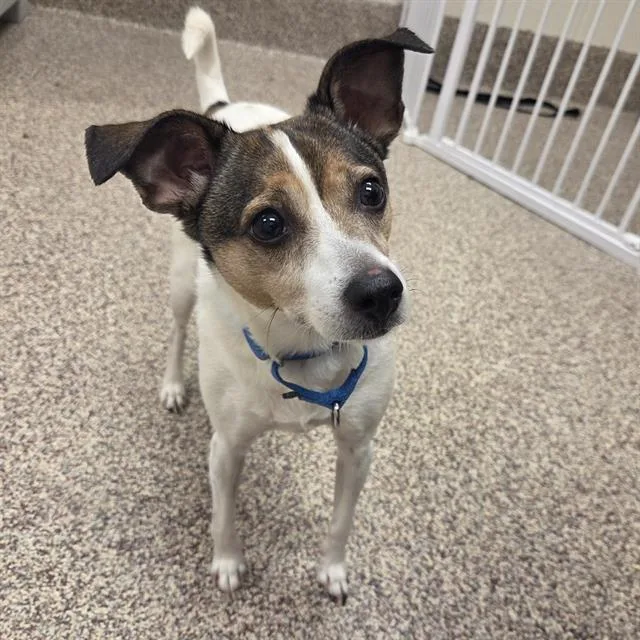 An adult small-sized male Whippet dog named Neo for adoption in Centerville, MA