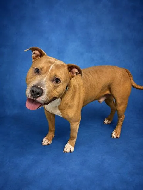 An adult large-sized male Pit Bull Terrier dog named Rocky for adoption in Westminster, MD