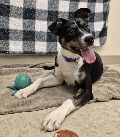 A baby medium-sized female Tricolor (Brown, Black, & White) Mixed Breed dog named Lavender for adoption in Hamilton, OH