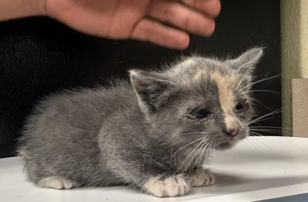 A baby small-sized female Domestic Short Hair cat named Hoover for adoption in Salisbury, MD