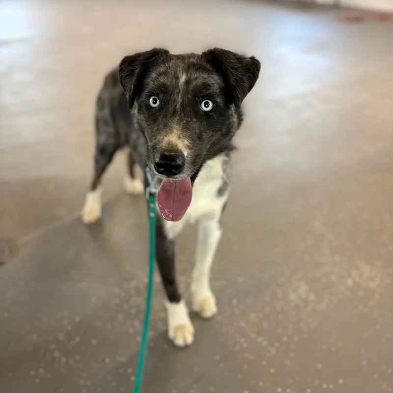 A young medium-sized male Gray / Blue / Silver Australian Shepherd dog named Murray for adoption in Stagecoach, NV